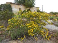 Coronilla valentina ssp glauca 12, Saxifraga-Ed Stikvoort