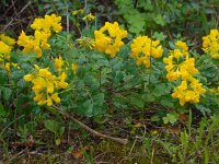 Coronilla valentina ssp glauca 13, Saxifraga-Ed Stikvoort