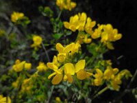 Coronilla valentina ssp glauca 14, Saxifraga-Ed Stikvoort