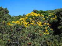 Coronilla valentina ssp glauca 15, Saxifraga-Ed Stikvoort