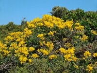 Coronilla valentina ssp glauca 16, Saxifraga-Ed Stikvoort