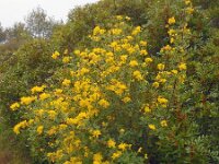 Coronilla valentina ssp glauca 9, Saxifraga-Ed Stikvoort