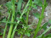 Coronopus squamatus  10, Grove varkenskers, Saxifraga-Ed Stikvoort