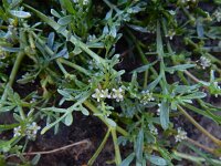 Coronopus squamatus  15, Grove varkenskers, Saxifraga-Ed Stikvoort