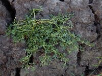 Coronopus squamatus  17, Grove varkenskers, Saxifraga-Ed Stikvoort