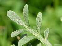 Coronopus squamatus  19, Grove varkenskers, Saxifraga-Sonja Bouwman  795. Grove varkenskers - Coronopus squamatus - Brassicaceae familie (i)