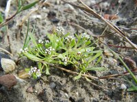 Corrigiola litoralis 11, Riempjes, Saxifraga-Rutger Barendse