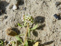 Corrigiola litoralis 12, Riempjes, Saxifraga-Rutger Barendse