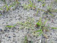 Corrigiola litoralis 13, Riempjes, Saxifraga-Rutger Barendse