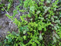 Corrigiola litoralis 14, Riempjes, Saxifraga-Hans Dekker