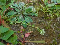 Corrigiola litoralis 15, Riempjes, Saxifraga-Ed Stikvoort