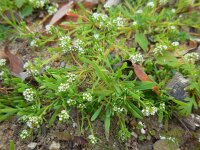 Corrigiola litoralis 16, Riempjes, Saxifraga-Ed Stikvoort
