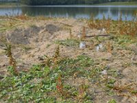 Corrigiola litoralis 17, Riempjes, Saxifraga-Ed Stikvoort