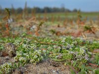 Corrigiola litoralis 18, Riempjes, Saxifraga-Ed Stikvoort