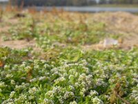 Corrigiola litoralis 19, Riempjes, Saxifraga-Ed Stikvoort
