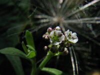 Corrigiola litoralis 2, Riempjes, Saxifraga-Rutger Barendse