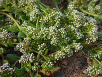 Corrigiola litoralis 20, Riempjes, Saxifraga-Ed Stikvoort