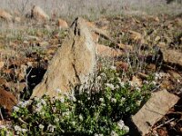 Corrigiola litoralis 21, Riempjes, Saxifraga-Ed Stikvoort