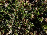 Corrigiola litoralis 22, Riempjes, Saxifraga-Ed Stikvoort