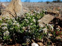 Corrigiola litoralis 24, Riempjes, Saxifraga-Ed Stikvoort