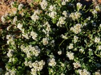 Corrigiola litoralis 25, Riempjes, Saxifraga-Ed Stikvoort