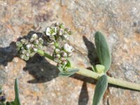 Corrigiola litoralis 3, Riempjes, Saxifraga-Rutger Barendse