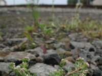 Corrigiola litoralis 4, Riempjes, Saxifraga-Rutger Barendse