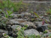 Corrigiola litoralis 5, Riempjes, Saxifraga-Rutger Barendse