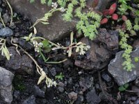 Corrigiola litoralis 6, Riempjes, Saxifraga-Rutger Barendse
