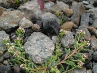 Corrigiola litoralis 7, Riempjes, Saxifraga-Rutger Barendse