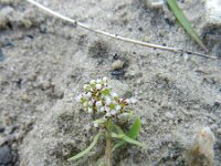 Corrigiola litoralis 8, Riempjes, Saxifraga-Rutger Barendse