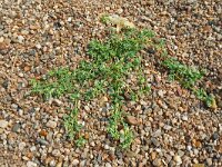 Corrigola litoralis; 27, Riemjes, Saxifraga-Hans Grotenhuis