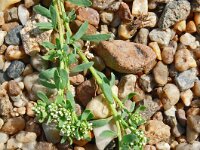 Corrigola litoralis; 28, Riemjes, Saxifraga-Hans Grotenhuis