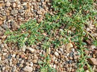 Corrigola litoralis; 29, Riemjes, Saxifraga-Hans Grotenhuis