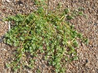 Corrigola litoralis; 30, Riemjes, Saxifraga-Hans Grotenhuis