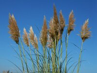 Cortaderia selloana 10, Pampagras, Saxifraga-Ed Stikvoort