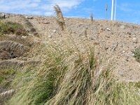 Cortaderia selloana 4, Pampagras, Saxifraga-Rutger Barendse