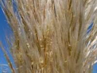 Cortaderia selloana 5, Pampagras, Saxifraga-Ed Stikvoort