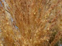 Cortaderia selloana 9, Pampagras, Saxifraga-Ed Stikvoort