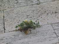 Corydalis acaulis 1, Saxifraga-Jasenka Topic