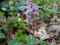 Corydalis cava 10, Holwortel, Saxifraga-Ed Stikvoort