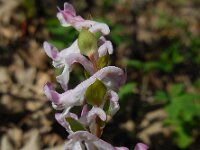 Corydalis cava 11, Holwortel, Saxifraga-Ed Stikvoort