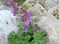 Corydalis cava 16, Holwortel, Saxifraga-Rutger Barendse