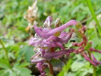 Corydalis cava 18, Holwortel, Saxifraga-Rutger Barendse
