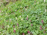 Corydalis cava 19, Holwortel, Saxifraga-Rutger Barendse