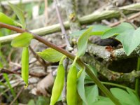 Corydalis cava 20, Holwortel, Saxifraga-Rutger Barendse