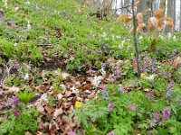 Corydalis cava 22, Holwortel, Saxifraga-Rutger Barendse