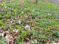 Corydalis cava 23, Holwortel, Saxifraga-Rutger Barendse
