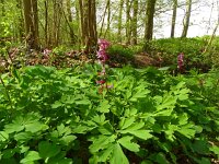Corydalis cava 37, Holwortel, Saxifraga-Hans Grotenhuis