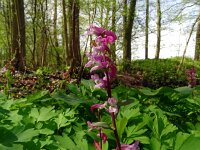 Corydalis cava 38, Holwortel, Saxifraga-Hans Grotenhuis